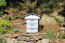 1个多月大的幼猫频繁打喷嚏鼻塞要怎么调理？