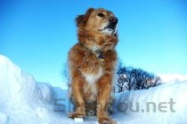 狗狗出现便血是啥情况？要如何应对？