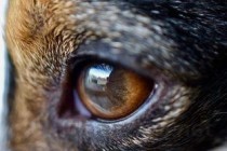 狗狗双眼发红流眼泪有眼屎是啥情况？该如何解决？