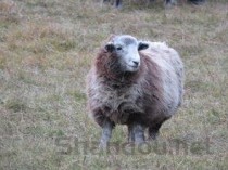 世界最珍稀猴子排名前十，世界最稀有的猴子