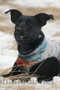 狗狗便便黑色是咋回事？该咋整？