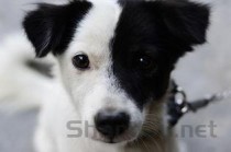 狗狗走路有点瘸发出呜呜声是什么情况？该怎么办？