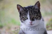 猫咪拉稀尾端带血是什么引起的？猫咪拉稀尾端带血有什么办法恢复？