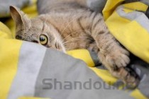 凤凰传奇最经典的十首歌2025年排行榜前十名榜单出炉