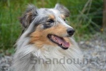 狗狗肚皮和腿窝长脓性痘痘是咋回事？要如何应对？