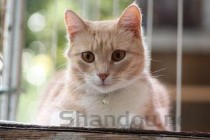 猫咪吃猫粮后呕吐是什么原因？猫咪吃猫粮后呕吐要怎么调理？