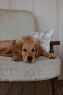 狗狗经常早晨呕吐黄水的缘由何在？狗狗经常早晨呕吐黄水该怎么办？