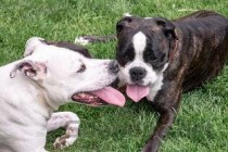 狗狗随便动一下就会张口喘气的缘由何在？要怎么应对？