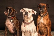 猫咪小便带血是啥缘故？猫咪小便带血有什么办法恢复？