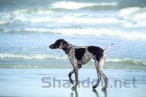 幼猫呕吐带绿色的泡沫的缘由何在？该怎么处理？