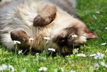 猫咪呼吸声音大打喷嚏是怎么回事？要怎么调理？