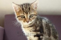 猫咪一只眼睛红肿还打喷嚏该用什么办法？