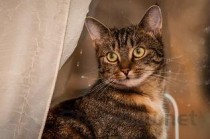 猫咪呼吸有点快是到底怎么了？猫咪呼吸有点快有什么办法恢复？