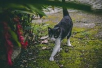 猫咪一走路就会呻吟叫是到底怎么了？要怎么改善？