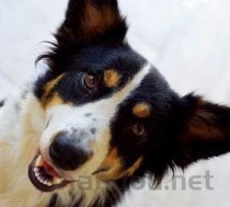 狗狗眼睛红肿是咋回事？狗狗眼睛红肿该咋办？