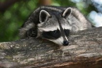 猫猫泪痕严重第三眼睑外露的问题出在哪？该如何是好？