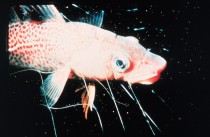 世界十大最丑陋的鱼 世界上最丑的十种鱼 最丑鱼类排行（世界上最怪的鱼类排名）