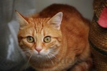 猫咪绝育以后吐粉水吐红色液体怎么弄会好？