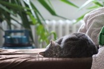 猫咪一直发出呼噜呼噜的声音有什么办法恢复？