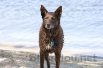 狗狗一直挠并且啃咬皮肤出现红色是什么原因？