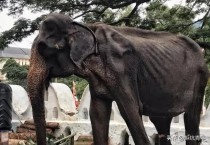 哪个生肖最心狠手辣最狠的动物是什么