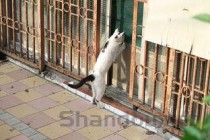 猫腿瘸了是何原因？猫腿瘸了有什么办法恢复？