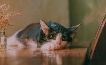 猫咪疫苗后后颈小硬块合起来了有什么办法恢复？