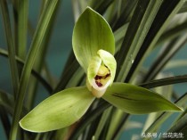 大蚕蛾十大排名品种名字最怪的蛾子