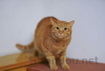 猫咪掉毛变多有皮屑是何原因？该怎么解决？