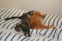 狗狗身上有皮屑是啥情况？狗狗身上有皮屑该如何解决？