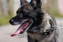 狗狗双腿发软嘴唇紫了是什么原因？要怎么弄？