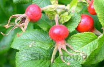 狗狗肚脐上有黑色的分泌物是什么情况？该咋整？