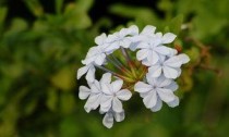 白芨生长环境要求，白芨的生长环境及特征