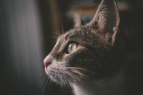 猫咪耳朵有脓状物的问题出在哪？猫咪耳朵有脓状物怎么办？