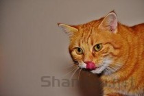 猫咪频繁挠脖子是啥缘故？猫咪频繁挠脖子有什么办法恢复？