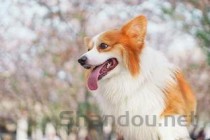 狗狗一只乳头被舔后变大的缘由何在？该咋整？