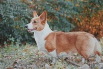 狗狗嗓子总发出咔咔的声音是啥情况？该怎么做才对？