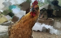 世界上最聪明母鸡图片世界上最聪明的鸡