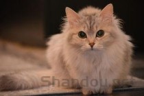 幼猫呼吸声很重是到底怎么了？幼猫呼吸声很重该怎么处理？