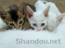 小奶猫虚弱不吃奶的问题出在哪？小奶猫虚弱不吃奶要怎么改善？