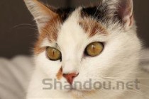 猫咪眼睛肿胀有黄色脓水是什么原因导致的？要怎么改善？