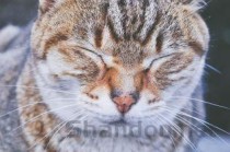 小猫秃了一块有点肿掉毛是什么原因？该如何是好？