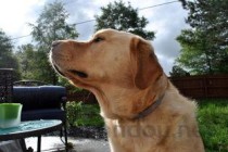 狗狗一周间歇性呕吐黄色伴有血丝是咋回事？