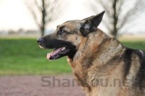 狗打完疫苗咳嗽的缘由何在？狗打完疫苗咳嗽要吃药吗？