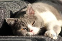 猫咪吃了猫条后吐了毛球是什么原因？该怎么处理？