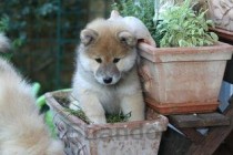 狗狗左眼积血是什么情况？狗狗左眼积血怎么弄会好？