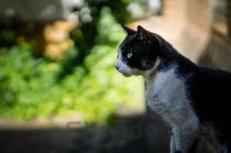 猫咪不爱吃东西爱睡觉吐黄色的液体怎么办？