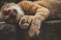 世界上最凶的狮子种类，世界上最人性的狮子