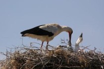 养一亩泥鳅能挣多少钱，养一亩泥鳅能挣多少钱啊