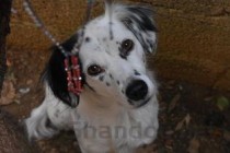 猫咪一直吐白沫浑身发抖呼吸急促要怎么弄？